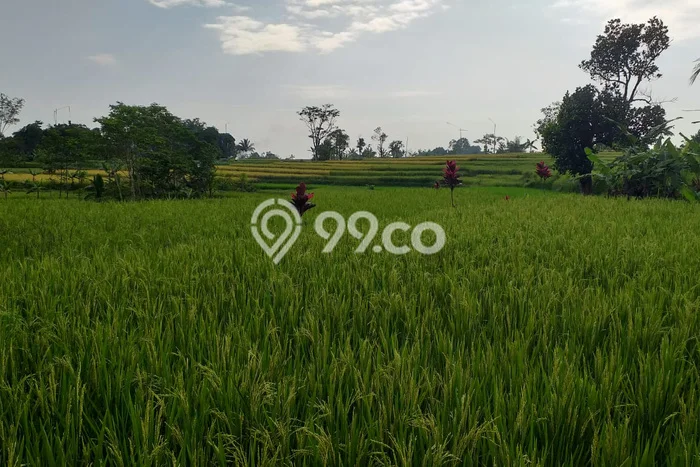 Tanah Dijual Lokasi Pamijahan, Bogor Luas 8000m2 Legalitas Aman Tanah Dijual Lokasi Pamijahan, Bogor Luas 8000m2 Legalitas Aman