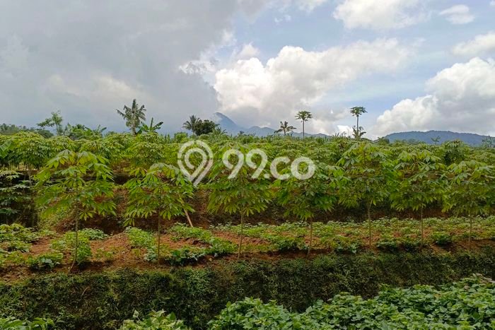 Tanah Kosong Dijual di Bogor dengan Area 2000m2 Tanah Kosong Dijual di Bogor dengan Area 2000m2