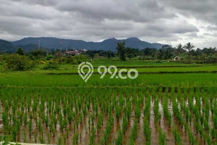 Tanah di Pamijahan, Bogor Luas 3000m2 Dijual Segera Tanah di Pamijahan, Bogor Luas 3000m2 Dijual Segera