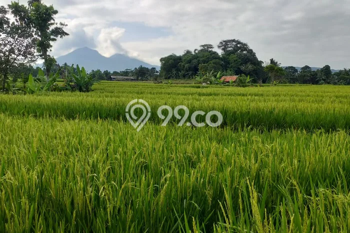 Jarang Ada! Tanah di Bogor Barat Punya Luas 7500m2 SHM Jarang Ada! Tanah di Bogor Barat Punya Luas 7500m2 SHM