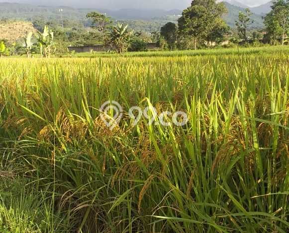 Tanah Dijual Lokasi Bogor Barat, Bogor Luas 8000m2 Legalitas Aman Tanah Dijual Lokasi Bogor Barat, Bogor Luas 8000m2 Legalitas Aman