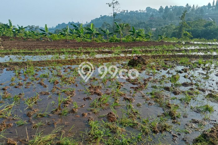 Tanah untuk Dijual di Bogor Barat Bogor Luas 3000m2 Tanah untuk Dijual di Bogor Barat Bogor Luas 3000m2