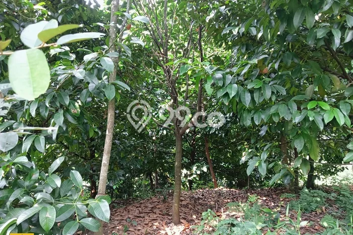 Kavling Tanah Dijual di Bogor Barat, Bogor, Luas 8000m2 Area Strategis Kavling Tanah Dijual di Bogor Barat, Bogor, Luas 8000m2 Area Strategis