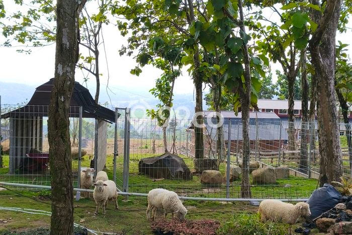 Untuk Dijual Tanah di Bogor Timur Bogor Luas 800m2 SHM Untuk Dijual Tanah di Bogor Timur Bogor Luas 800m2 SHM