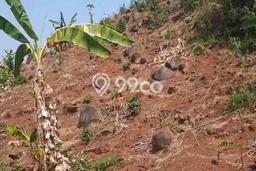 Kavling Tanah Dijual di Batang Batang Spesifikasi 1.53e+06m2 Kavling Tanah Dijual di Batang Batang Spesifikasi 1.53e+06m2