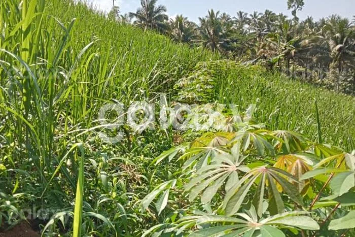 Tanah Strategis Dijual di Ampelgading Malang 8000m2 Tanah Strategis Dijual di Ampelgading Malang 8000m2