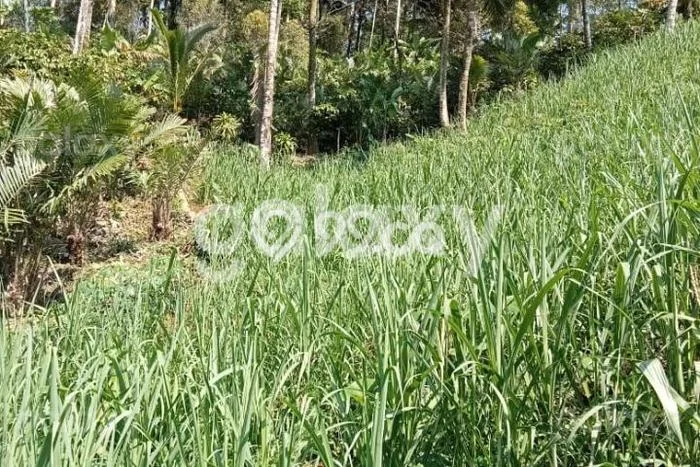 Tanah Strategis Dijual di Ampelgading Malang 8000m2 Tanah Strategis Dijual di Ampelgading Malang 8000m2