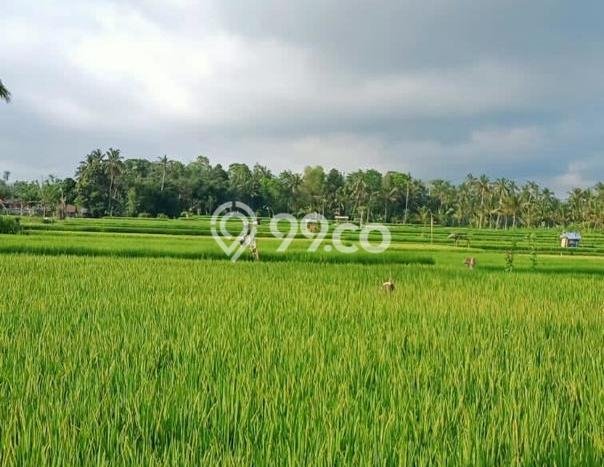 Tanah Kavling untuk Dijual di Payangan Gianyar 75262m2 Tanah Kavling untuk Dijual di Payangan Gianyar 75262m2