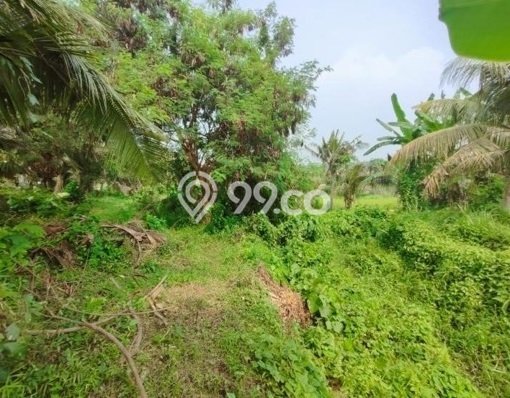 Lahan Investasi Lokasi Blahbatuh Gianyar SHM Lahan Investasi Lokasi Blahbatuh Gianyar SHM