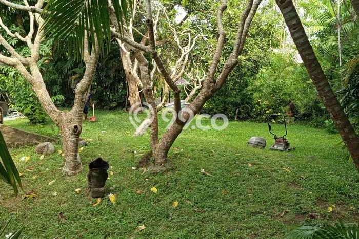 Tanah Disewakan Lokasi Umalas Badung Luas 950m2 Tanah Disewakan Lokasi Umalas Badung Luas 950m2