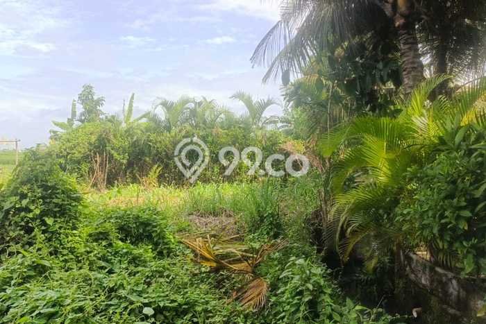 Tanah Kavling Disewakan di Cemagi dengan Luas 400m2 Tanah Kavling Disewakan di Cemagi dengan Luas 400m2