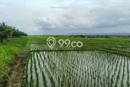 Dijual Tanah 2700m2 di Kelating, Tabanan Dijual Tanah 2700m2 di Kelating, Tabanan