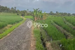 Lahan Dijual Lokasi Tabanan, Tabanan dengan Luas Tanah 5100m2 dan Status SHM Lahan Dijual Lokasi Tabanan, Tabanan dengan Luas Tanah 5100m2 dan Status SHM