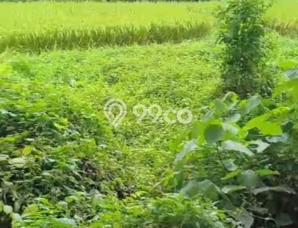 Tanah Strategis Disewakan di Ubud Gianyar Seluas 1000m2 Tanah Strategis Disewakan di Ubud Gianyar Seluas 1000m2