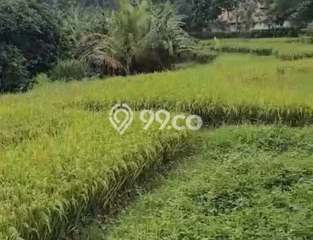Tanah Strategis Disewakan di Ubud Gianyar Seluas 1000m2 Tanah Strategis Disewakan di Ubud Gianyar Seluas 1000m2