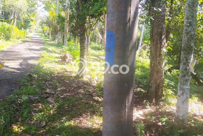 Tanah di Penebel, Tabanan Luas 5000m2 Dijual Segera Tanah di Penebel, Tabanan Luas 5000m2 Dijual Segera