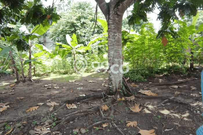 Tanah Dijual Lokasi Taktakan, Serang Luas 648m2 Legalitas Aman Tanah Dijual Lokasi Taktakan, Serang Luas 648m2 Legalitas Aman