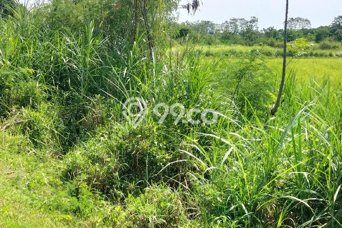 Tanah Kavling untuk Dijual di Tegal Selatan Tegal 657m2 Tanah Kavling untuk Dijual di Tegal Selatan Tegal 657m2