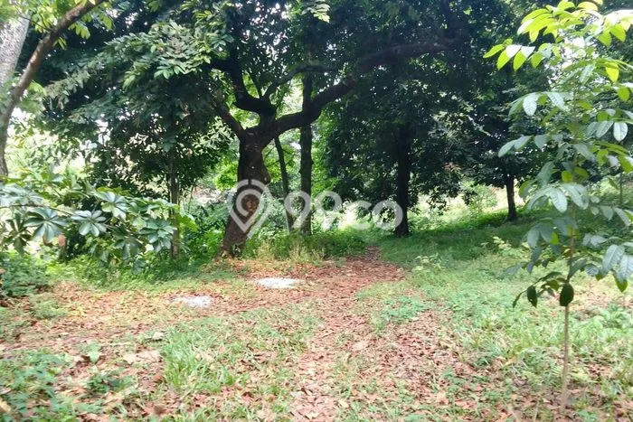 Jarang Ada! Tanah di Parung Punya Luas 63000m2 SHM Jarang Ada! Tanah di Parung Punya Luas 63000m2 SHM
