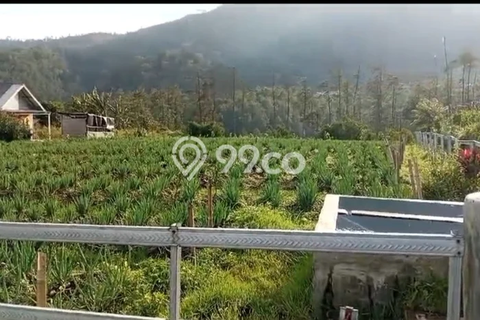 Kavling Tanah Dijual di Tutur Pasuruan Spesifikasi 1385m2 Kavling Tanah Dijual di Tutur Pasuruan Spesifikasi 1385m2