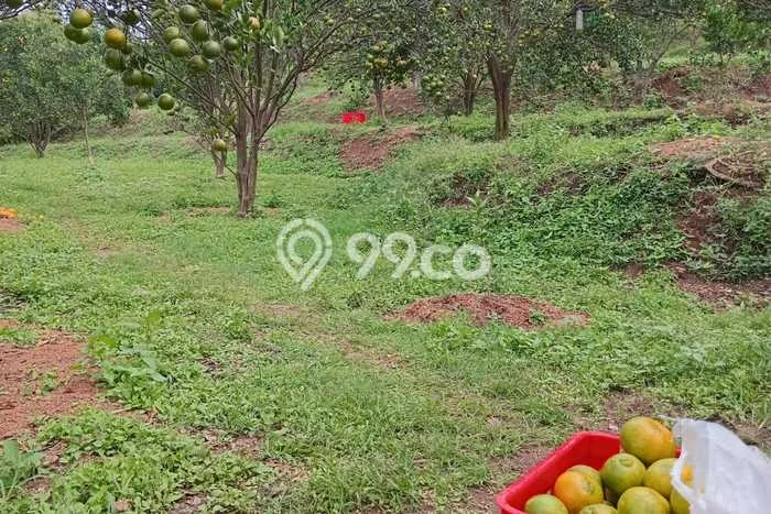 Tanah di Dau, Malang Luas 4200m2 Dijual Segera Tanah di Dau, Malang Luas 4200m2 Dijual Segera