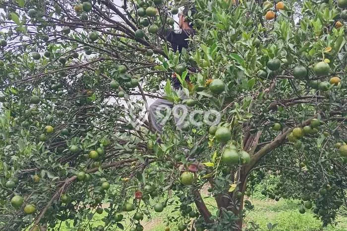 Tanah di Dau, Malang Luas 4200m2 Dijual Segera Tanah di Dau, Malang Luas 4200m2 Dijual Segera
