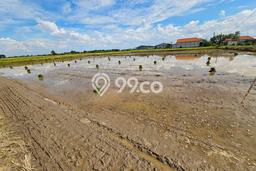 Tanah Kavling untuk Dijual di Tikung Lamongan 2943m2 Tanah Kavling untuk Dijual di Tikung Lamongan 2943m2