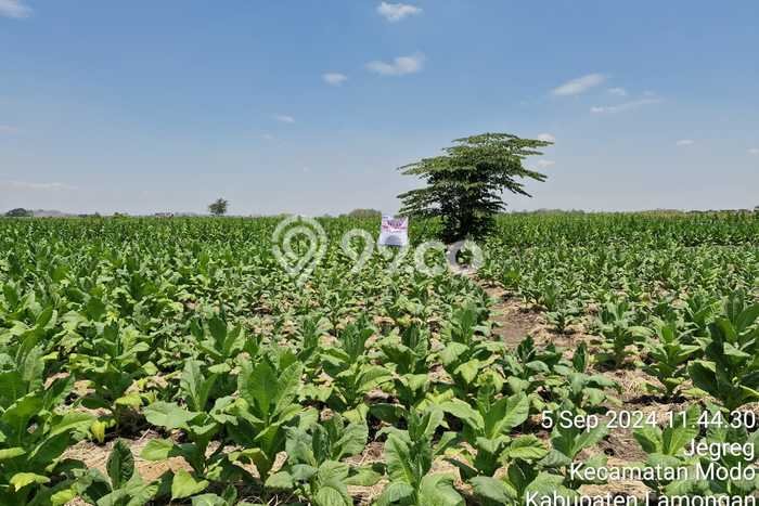 Tanah Kavling untuk Dijual di Modo Lamongan 1649m2 Tanah Kavling untuk Dijual di Modo Lamongan 1649m2
