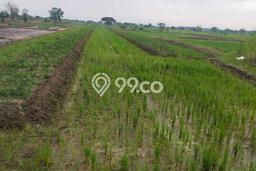Untuk Dijual Tanah di Mojokerto, Luas 5100m2 - Untuk Dijual Tanah di Mojokerto, Luas 5100m2 -