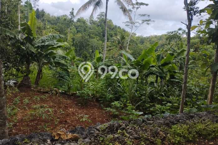 Tanah Kavling untuk Dijual di Panggang Gunung Kidul 7694m2 Tanah Kavling untuk Dijual di Panggang Gunung Kidul 7694m2
