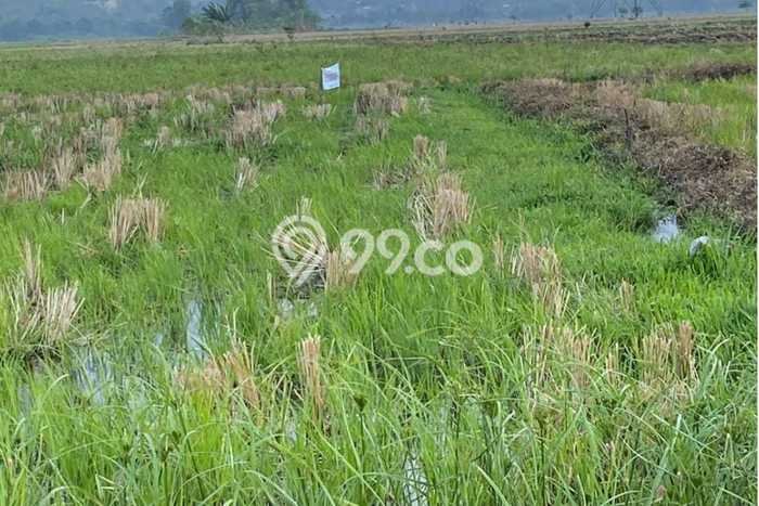 Lahan Kosong Dijual di Tanggungharjo, Grobogan, Luas 1800m2 Area Strategis Lahan Kosong Dijual di Tanggungharjo, Grobogan, Luas 1800m2 Area Strategis