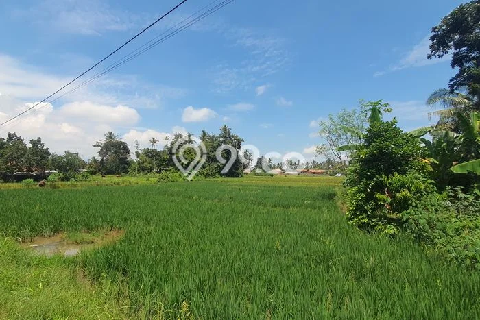 Lahan untuk Dijual di Natar Lampung Selatan Luas 2427m2 Lahan untuk Dijual di Natar Lampung Selatan Luas 2427m2
