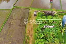 Tanah Dijual di Buleleng Seluas 300m2 Strategis Tanah Dijual di Buleleng Seluas 300m2 Strategis