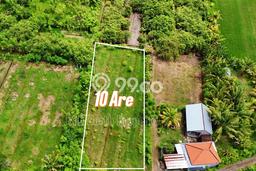 Kavling Tanah untuk Dijual di Lovina, Buleleng, Luas 1000m2 Kavling Tanah untuk Dijual di Lovina, Buleleng, Luas 1000m2