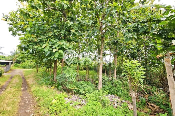 Tanah Kavling Dijual di Buleleng dengan Spesifikasi 600m2 Tanah Kavling Dijual di Buleleng dengan Spesifikasi 600m2