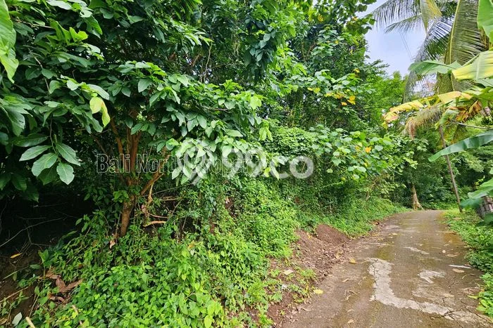 Dijual Tanah di Buleleng, Luas 1195m2 SHM Dijual Tanah di Buleleng, Luas 1195m2 SHM