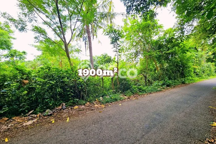 Tanah Dijual Area Strategis di Lovina Buleleng 1900m2 Tanah Dijual Area Strategis di Lovina Buleleng 1900m2
