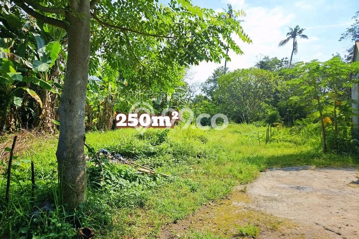 Tanah Dijual Area Strategis di Lovina Buleleng 250m2 Tanah Dijual Area Strategis di Lovina Buleleng 250m2