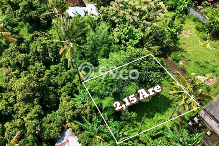 Kavling Tanah untuk Dijual di Lovina, Buleleng, Luas 215m2 Kavling Tanah untuk Dijual di Lovina, Buleleng, Luas 215m2