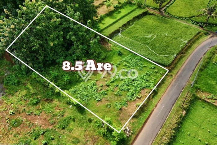 Tanah Kavling Dijual di Lovina, Buleleng dengan Luas Tanah 850m2 Tanah Kavling Dijual di Lovina, Buleleng dengan Luas Tanah 850m2