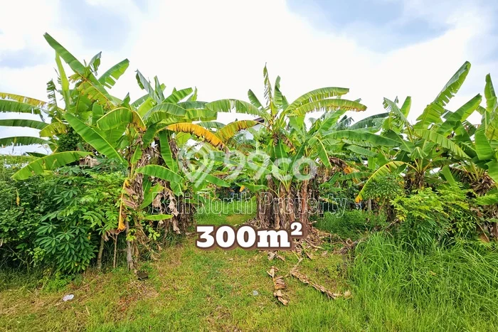 Tanah Kavling Dijual di Buleleng dengan Spesifikasi 300m2 Tanah Kavling Dijual di Buleleng dengan Spesifikasi 300m2