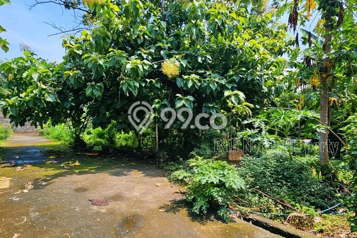 Untuk Dijual Tanah 150m2 di Lovina, Buleleng Untuk Dijual Tanah 150m2 di Lovina, Buleleng