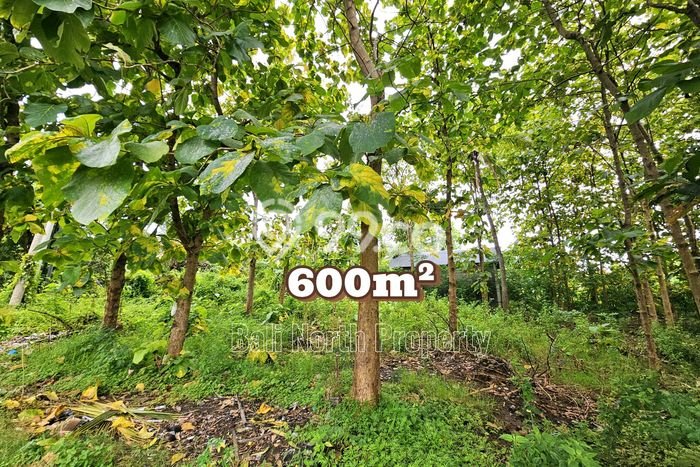 Tanah Kavling Dijual di Buleleng dengan Spesifikasi 600m2 Tanah Kavling Dijual di Buleleng dengan Spesifikasi 600m2