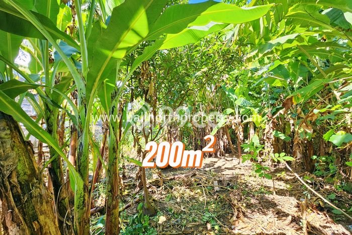 Tanah Siap Bangun Dijual di Buleleng Punya Luas 200m2 Tanah Siap Bangun Dijual di Buleleng Punya Luas 200m2