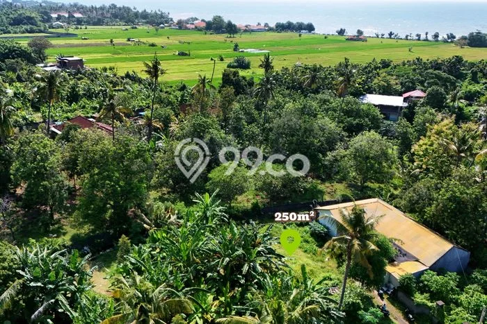 Tanah Dijual Area Strategis di Lovina Buleleng 250m2 Tanah Dijual Area Strategis di Lovina Buleleng 250m2