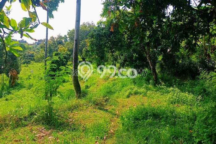 Tanah Kavling Dijual di Buleleng dengan Spesifikasi 17000m2 Tanah Kavling Dijual di Buleleng dengan Spesifikasi 17000m2