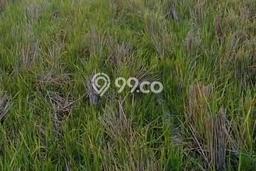 Kavling Tanah Dijual di Kedawung Cirebon Spesifikasi 2961m2 Kavling Tanah Dijual di Kedawung Cirebon Spesifikasi 2961m2