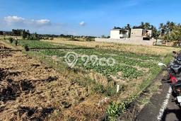 Kavling Tanah untuk Dijual di Kedungu, Tabanan, Luas 1100m2 Kavling Tanah untuk Dijual di Kedungu, Tabanan, Luas 1100m2