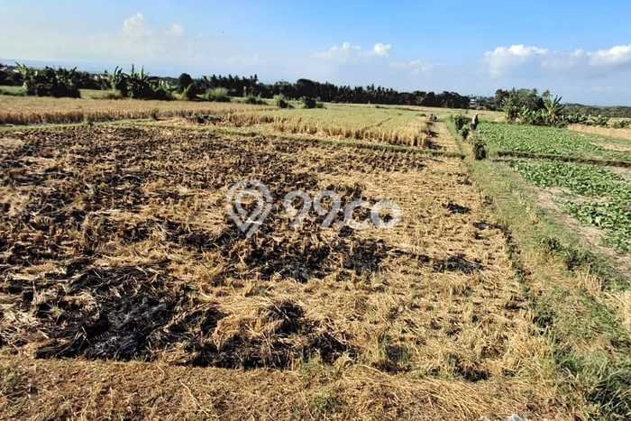 Dijual Tanah Lokasi Kedungu, Tabanan Seluas 1100m2 Dijual Tanah Lokasi Kedungu, Tabanan Seluas 1100m2