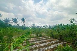 Tanah Kavling untuk Dijual di Ubud Gianyar 342m2 Tanah Kavling untuk Dijual di Ubud Gianyar 342m2